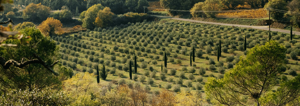 huile d'olive tradition