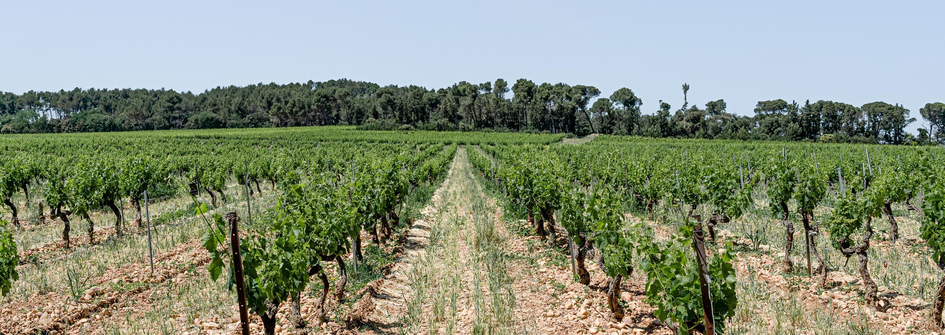 Gigognan