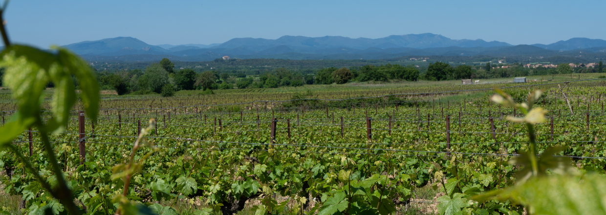 cévennes