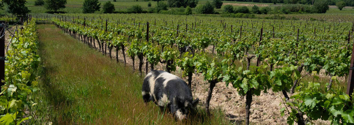 cochon