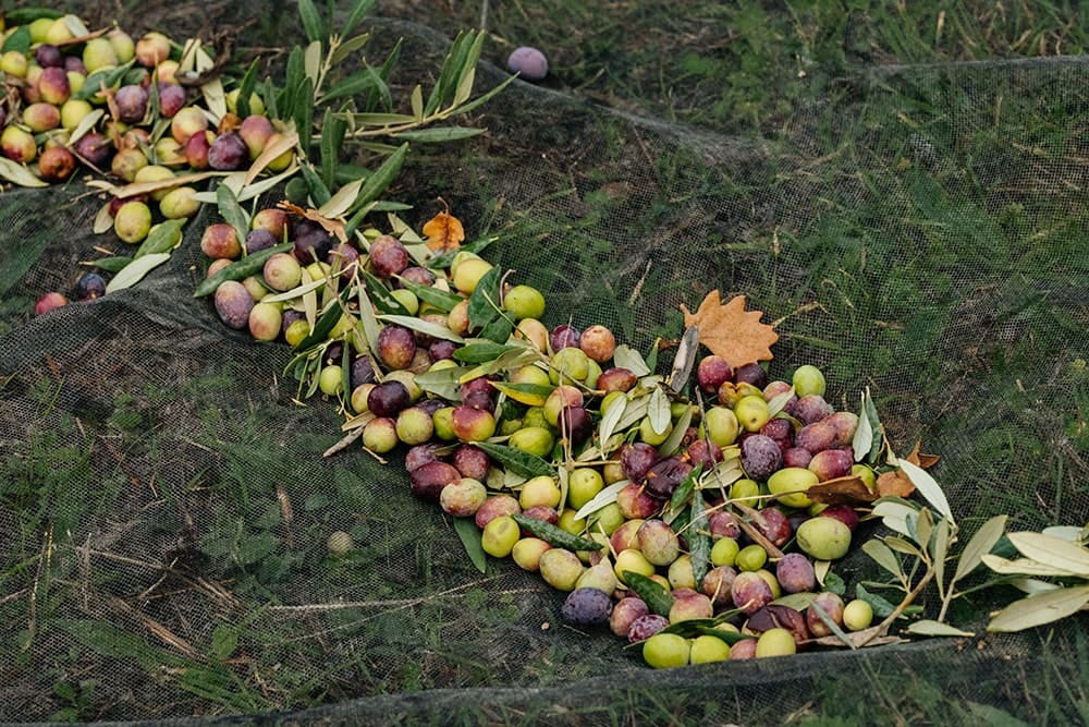 Différents fruités d'olives 