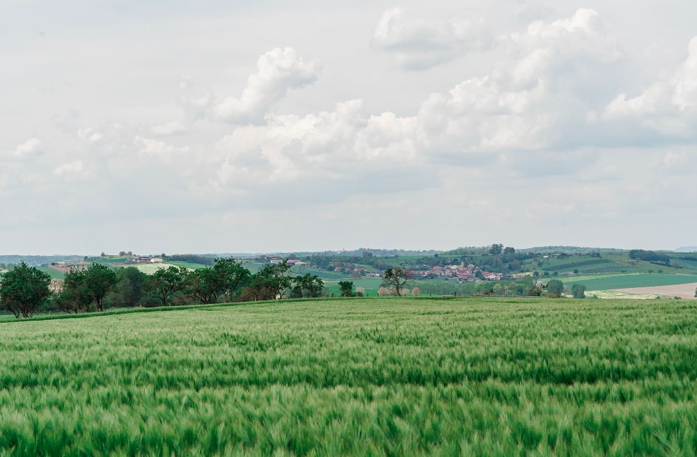 Tout savoir sur le malt