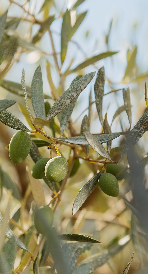 Tout savoir sur la fabrication de l'huile d'olive - Cuvée privée