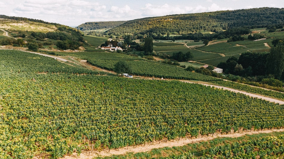 Vue de drône vignes de Saint-Romain