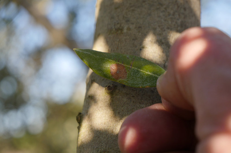 Maladie olivier : l'oeil de paon