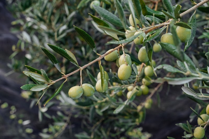 Un olivier et ses olives vertes en automne 