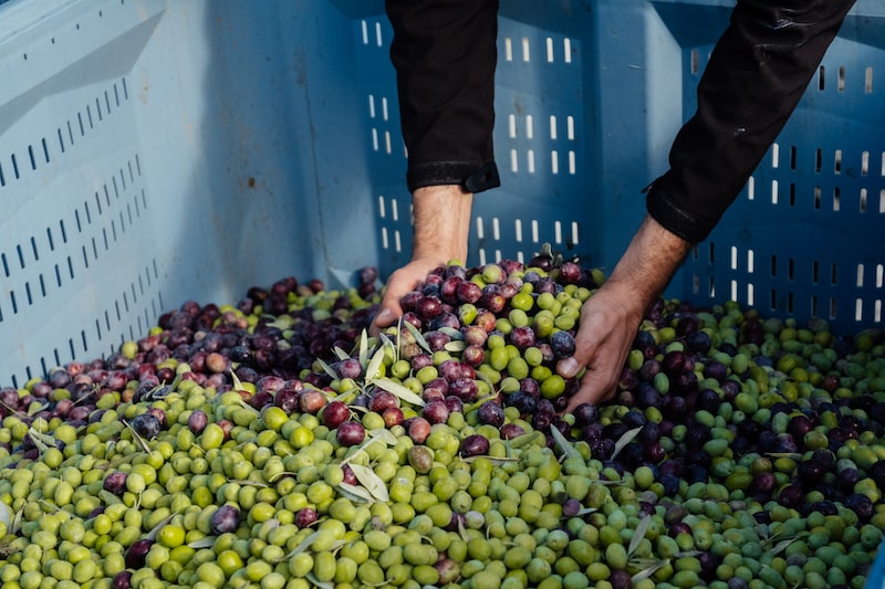 recolte des olives à la Bastide du Laval 