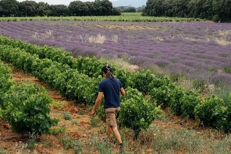 Adoption de vigne dans la vallée du Rhône