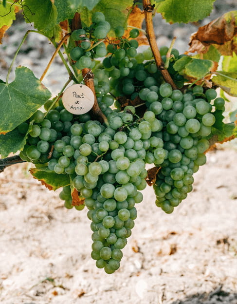 adopter des vignes cuvee privée