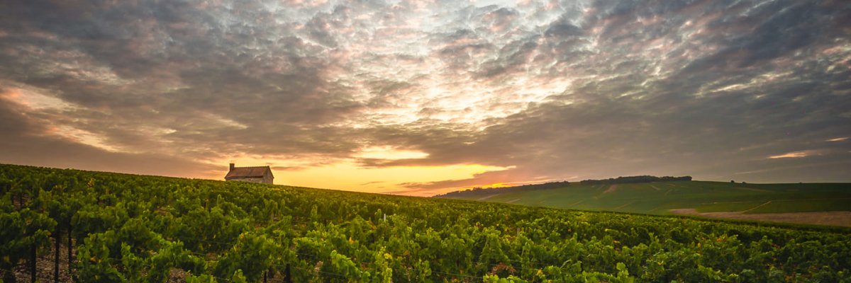 Vignes à Chablis