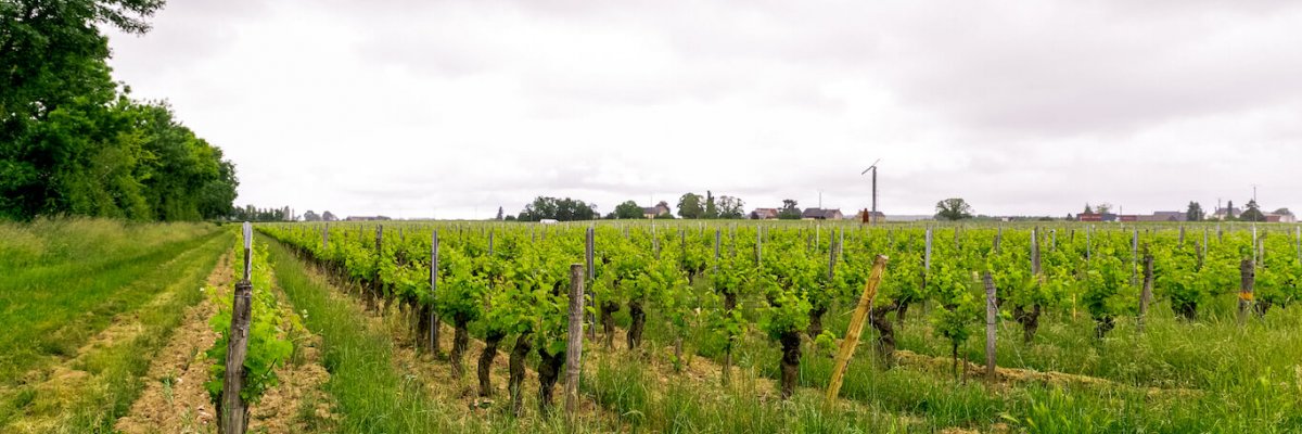 Chinon Appellation