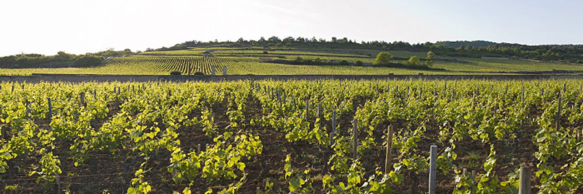 La colline du Montrachet vue de Puligny-Montrachet