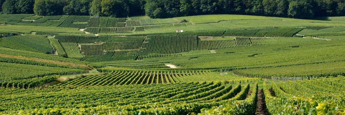 Le vignoble