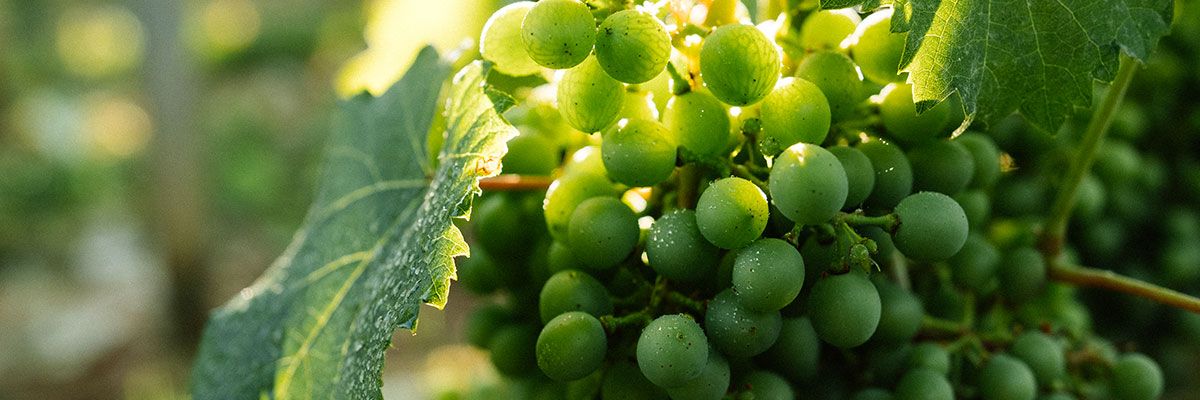 consommer-mieux-cuvee-privee