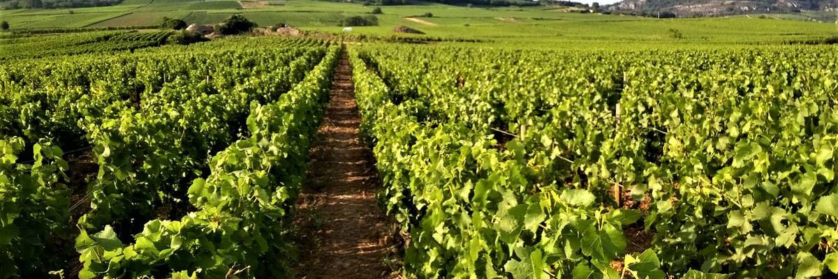 appellation mercurey