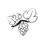 L'adoption de vignes